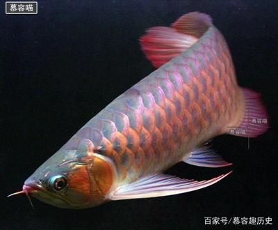金龍魚是哪的牌子啊（金龍魚是哪的牌子啊圖片） 金龍魚是哪的牌子啊（金龍魚是哪的牌子啊圖片） 龍魚百科