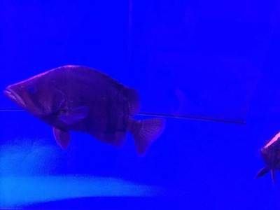 龍魚與虎魚用什么顏色燈光好：龍魚與虎魚用什么顏色燈光好龍魚與虎魚用什么顏色燈光好