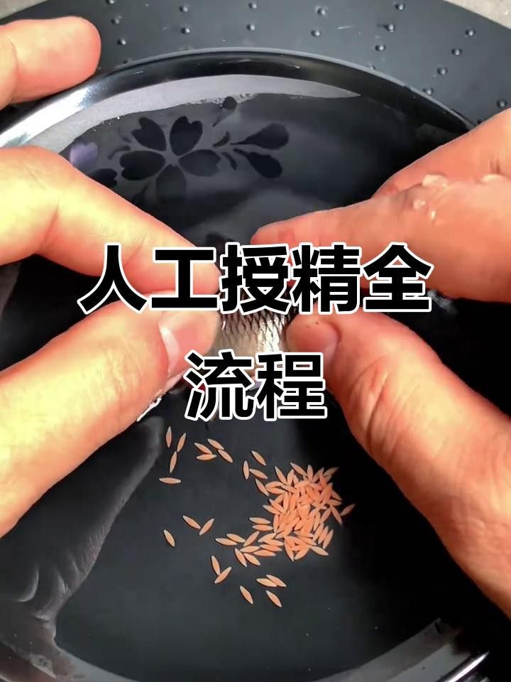人工授精時如何處理親魚？ 人工授精時如何處理親魚？ 龍魚百科 第3張