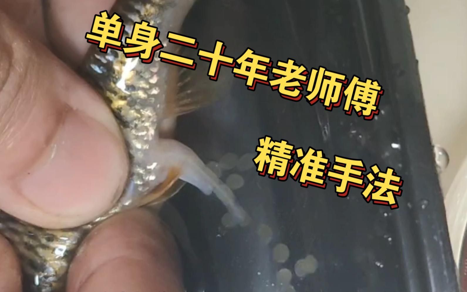 人工授精時如何處理親魚？ 人工授精時如何處理親魚？ 龍魚百科 第1張