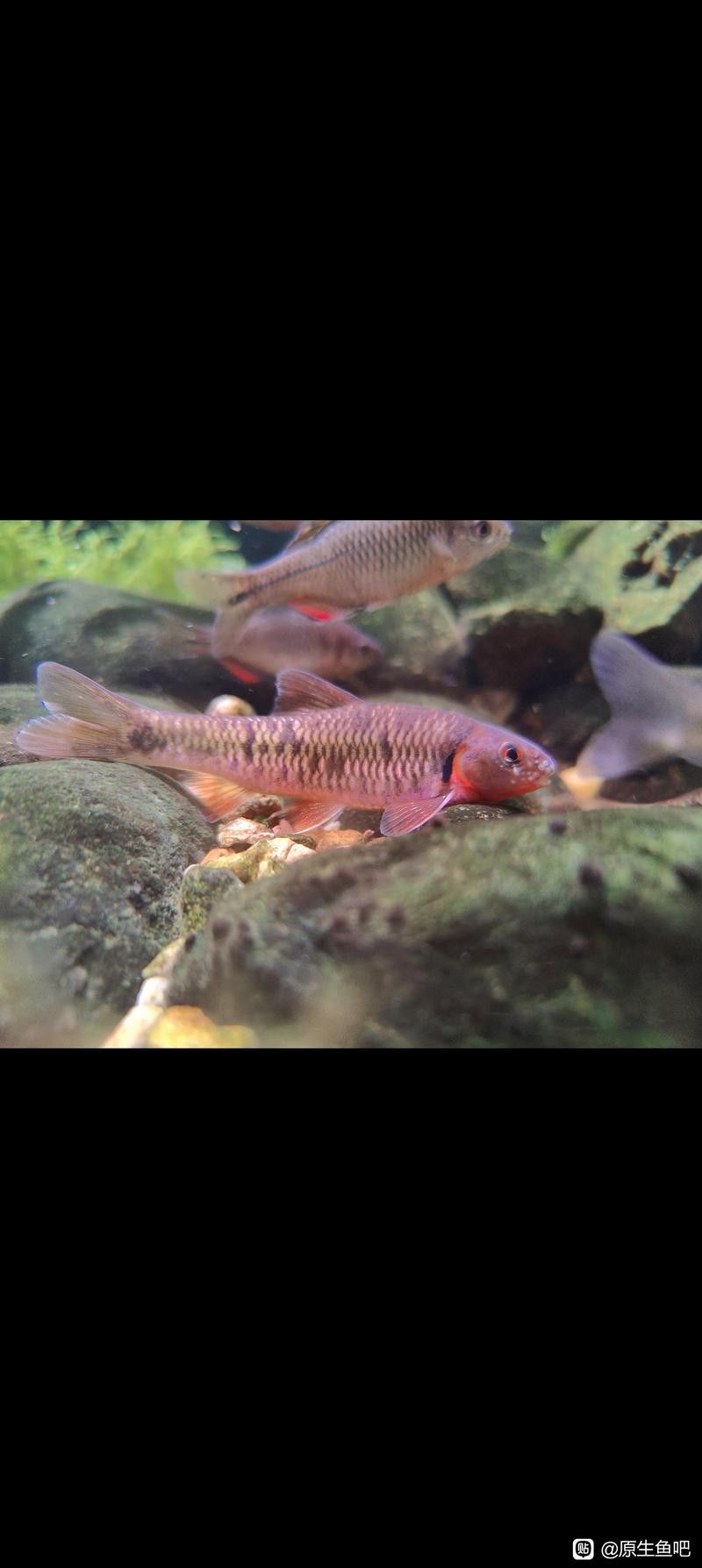 人工授精時如何處理親魚？ 人工授精時如何處理親魚？ 龍魚百科 第4張