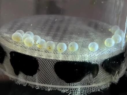 人工授精時如何處理親魚？ 人工授精時如何處理親魚？ 龍魚百科 第5張