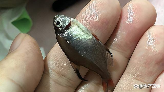 紅龍魚發(fā)色期間需要注意哪些寄生蟲？
