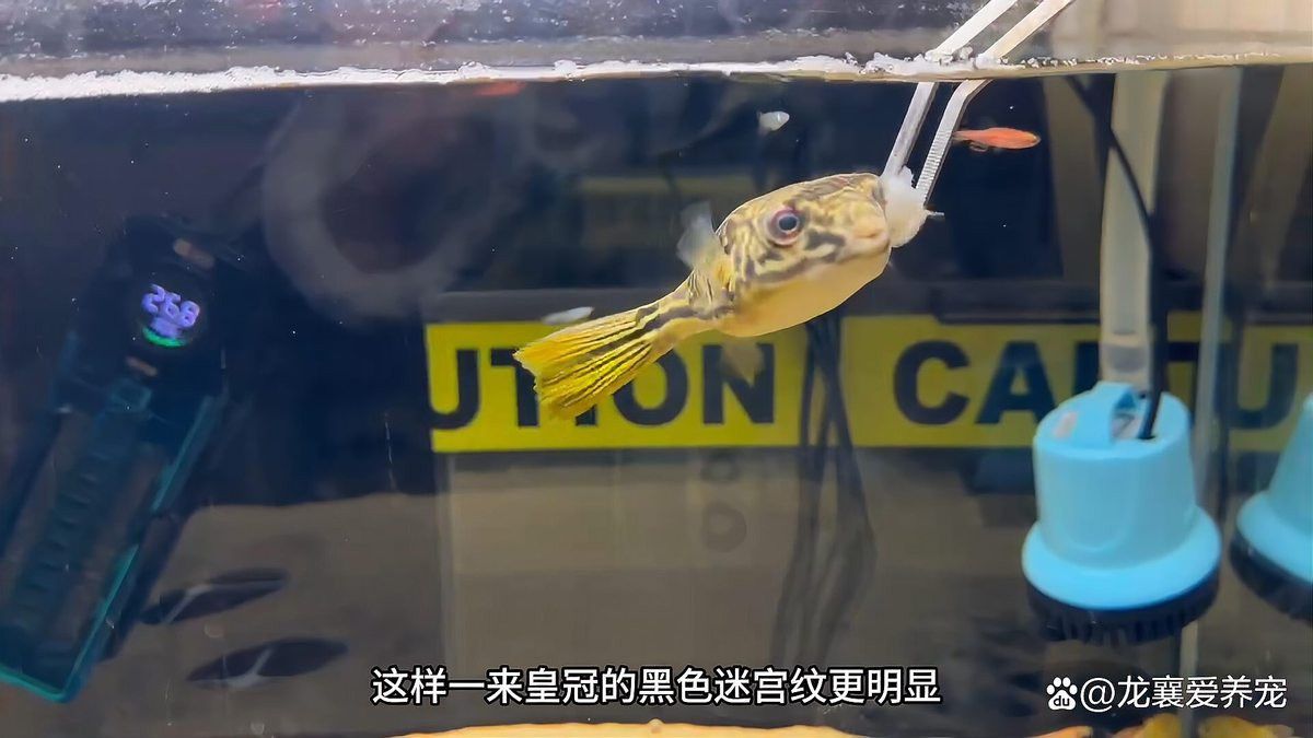 皇冠狗頭跟龍魚能一起養嗎