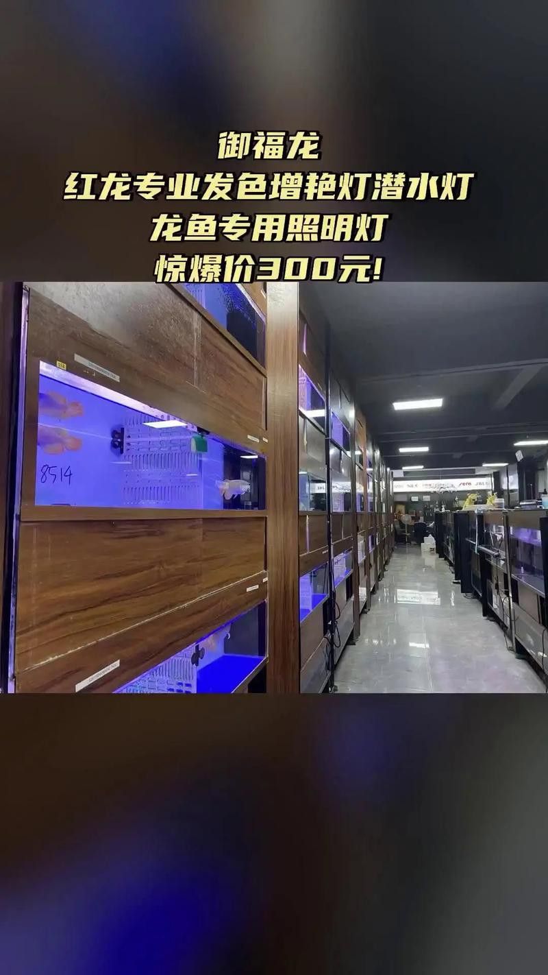 推薦幾款適合拍攝紅龍魚的專業設備