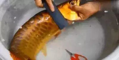 龍魚掰嘴視頻：龍魚兜嘴怎么治療 龍魚掰嘴視頻：龍魚兜嘴怎么治療 龍魚百科 第3張