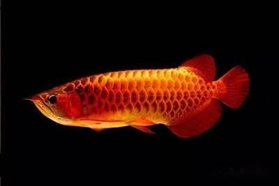 如何挑選紅龍魚的品種圖解，如何挑選紅龍魚