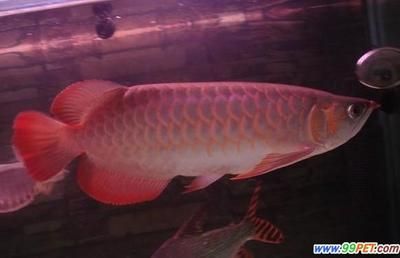 如何挑選紅龍魚的品種圖解，如何挑選紅龍魚