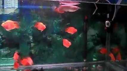 金龍魚咬鸚鵡魚：金龍魚會咬鸚鵡魚嗎