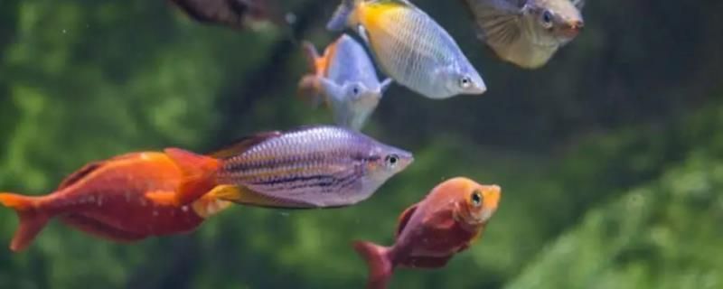 魚缸的魚趴缸（如何判斷魚缸水質是否合格魚缸換水的最佳時間和方法）