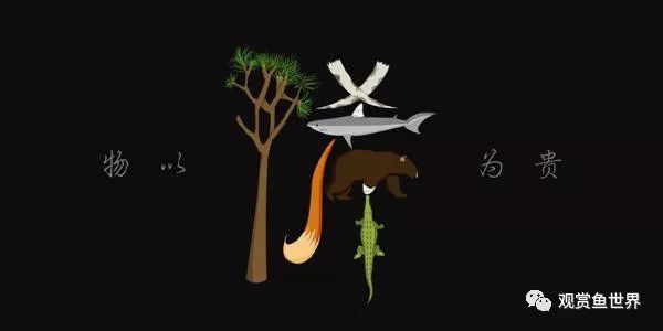 白色的龍魚長(zhǎng)什么樣子圖片