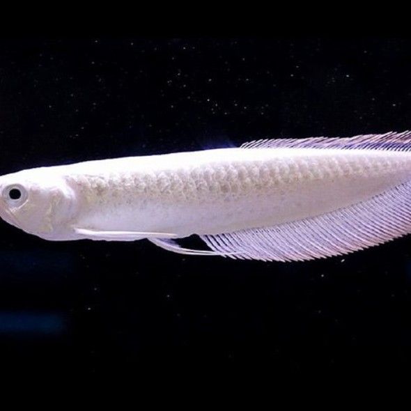 白色的龍魚長(zhǎng)什么樣子圖片