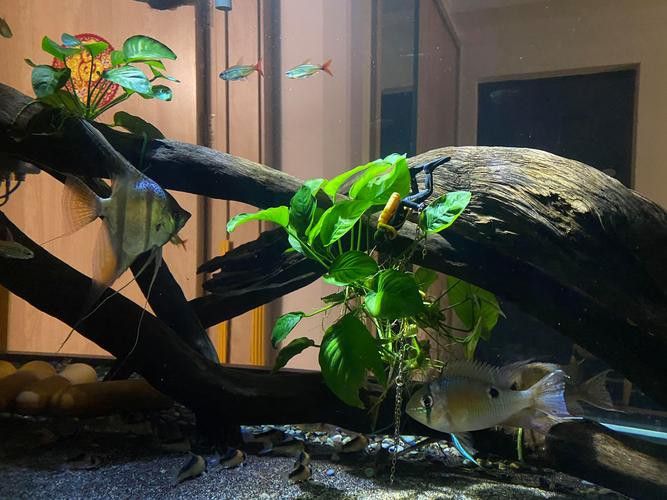 如何改變魚(yú)缸底色？