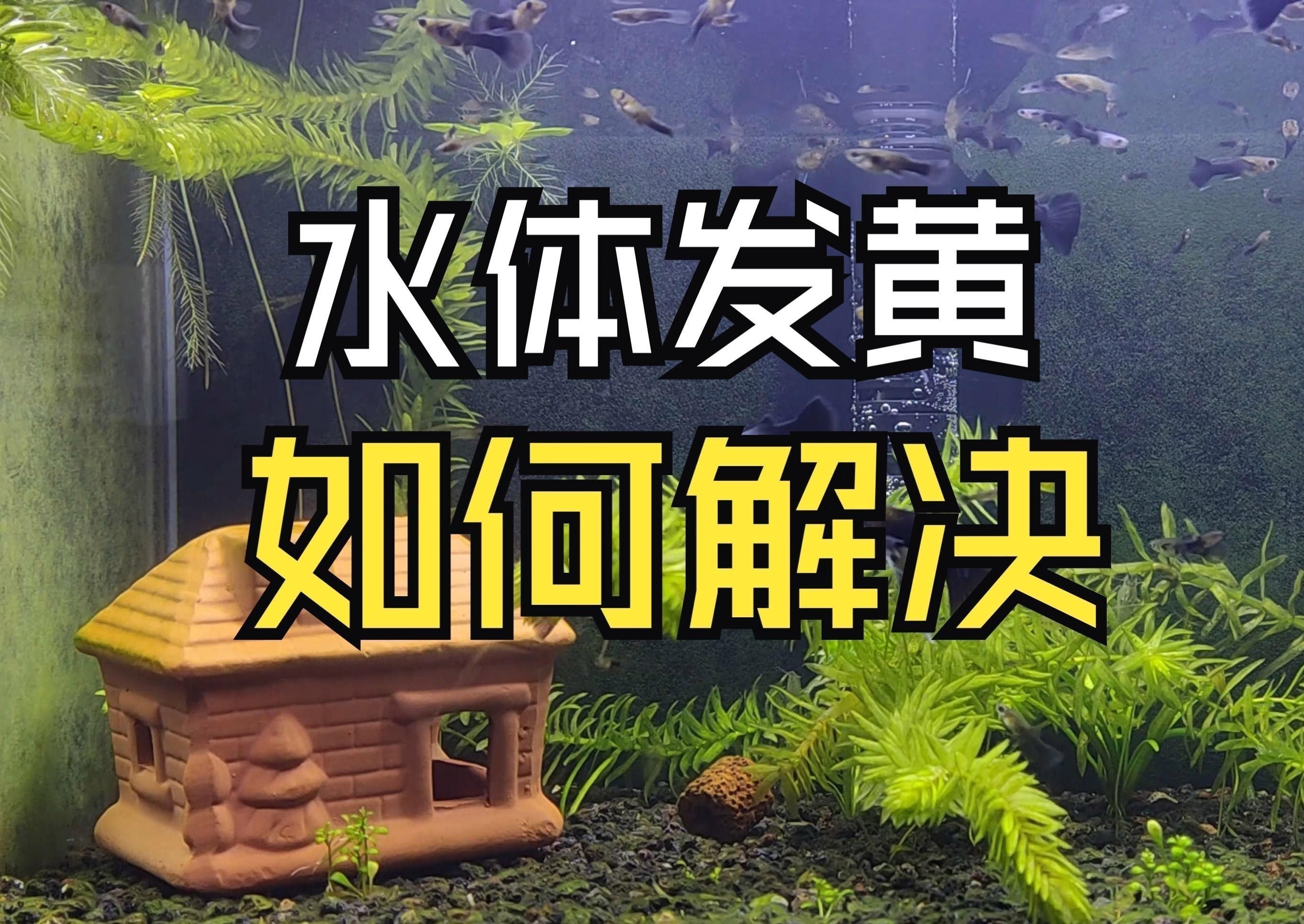 如何改變魚(yú)缸底色？