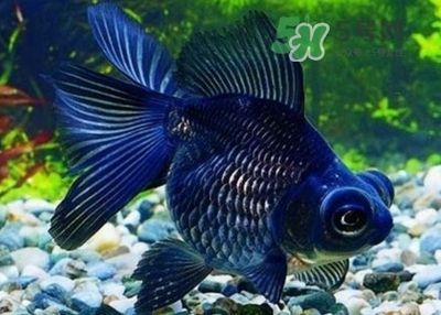 養紅龍魚有什么寓意（紅龍魚在中國文化中被視為吉祥的生物，具有招運進寶的寓意）