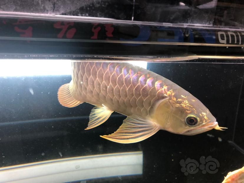 金龍魚嘴上長(zhǎng)個(gè)泡泡是怎么回事：金龍魚嘴上長(zhǎng)泡泡可能是由多種原因引起的 金龍魚嘴上長(zhǎng)個(gè)泡泡是怎么回事：金龍魚嘴上長(zhǎng)泡泡可能是由多種原因引起的 龍魚百科 第2張