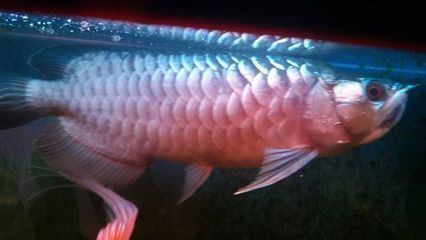 金龍魚嘴上長(zhǎng)個(gè)泡泡是怎么回事：金龍魚嘴上長(zhǎng)泡泡可能是由多種原因引起的 金龍魚嘴上長(zhǎng)個(gè)泡泡是怎么回事：金龍魚嘴上長(zhǎng)泡泡可能是由多種原因引起的 龍魚百科 第3張