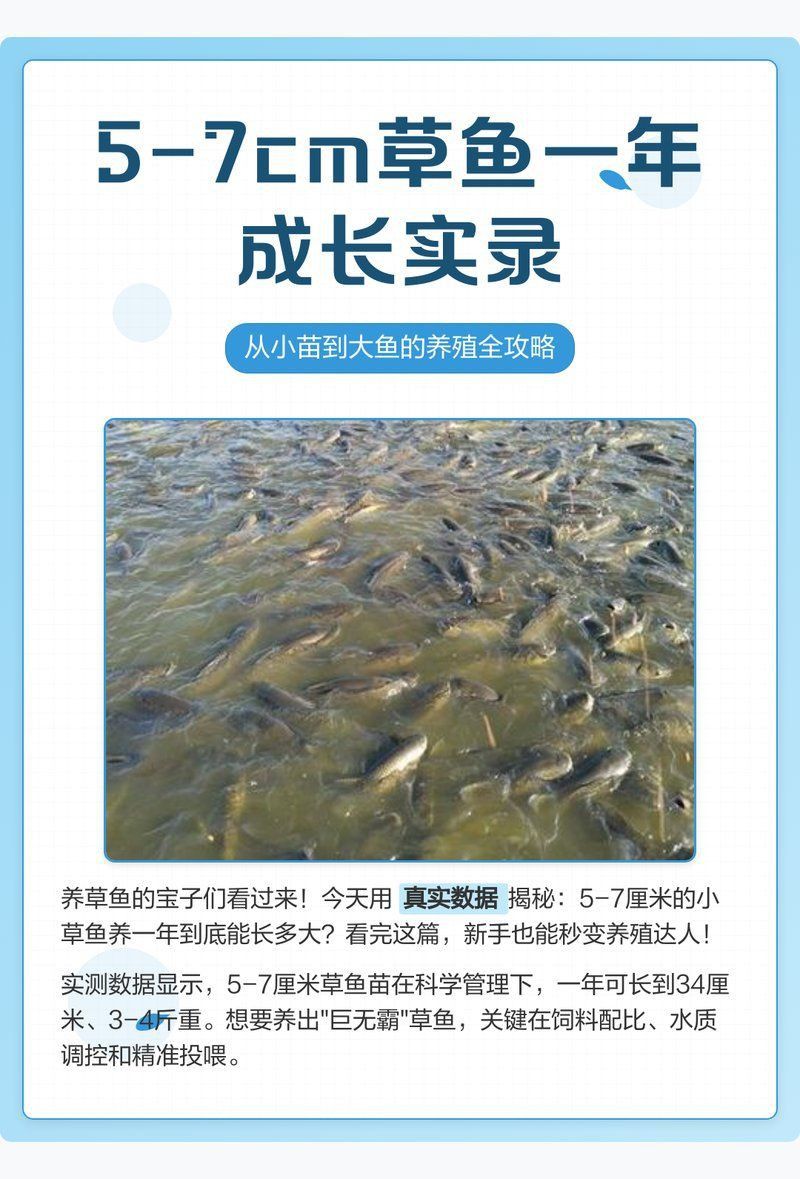 金龍魚苗多久能長到15cm
