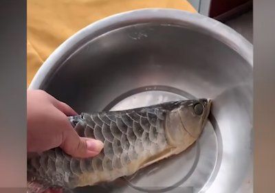 金龍魚單養一條還要配魚嗎：金龍魚單養好還是加點配魚好