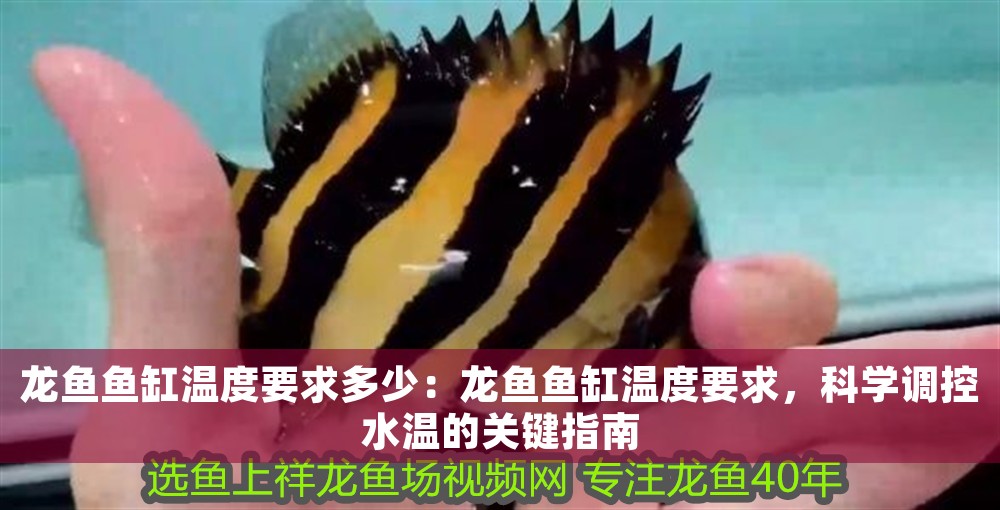 龍魚魚缸溫度要求多少：龍魚魚缸溫度要求，科學調控水溫的關鍵指南