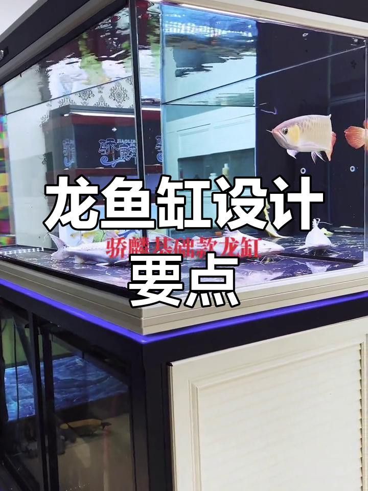 龍魚混養需要多大的魚缸 龍魚混養需要多大的魚缸 龍魚百科 第7張