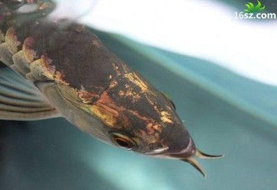 龍魚打架受傷了用什么藥治療：治療龍魚打架受傷的關鍵在于預防感染和促進傷口愈合