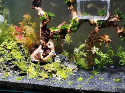龍魚缸里吃綠藻的魚類推薦（適合在龍魚缸中吃綠藻的幾種魚類）