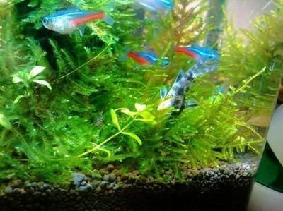 龍魚缸里吃綠藻的魚類推薦（適合在龍魚缸中吃綠藻的幾種魚類）