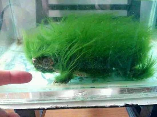 龍魚缸里吃綠藻的魚類推薦（適合在龍魚缸中吃綠藻的幾種魚類）