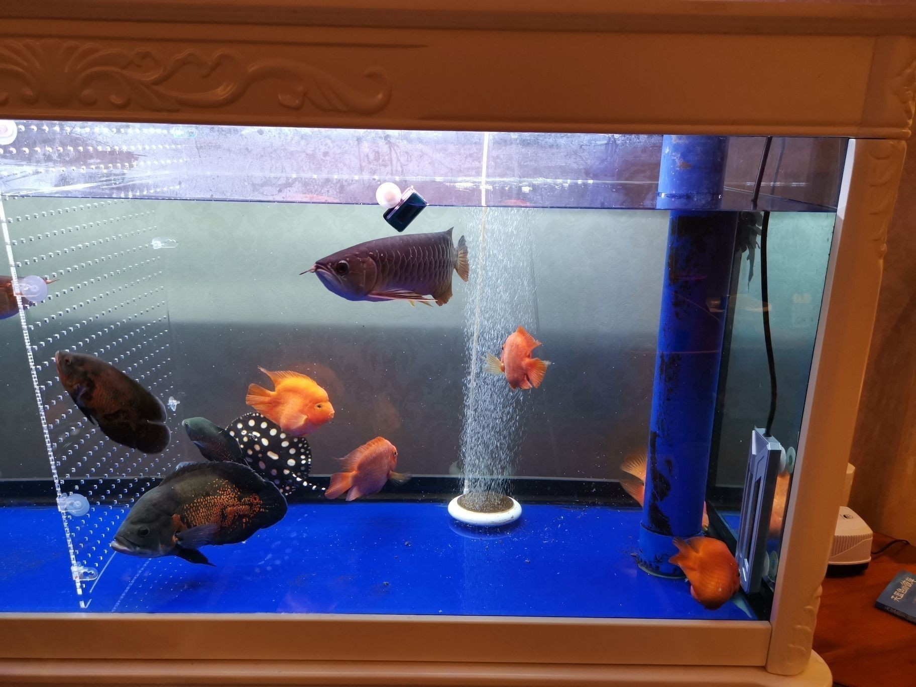 龍魚(yú)魚(yú)缸要求多大水位：養(yǎng)龍魚(yú)時(shí)魚(yú)缸水位高度應(yīng)該控制在30到50厘米之間