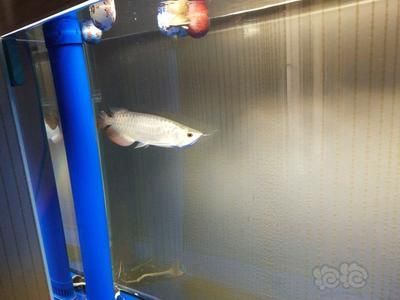 給龍魚清理魚缸的魚是什么：給龍魚清理魚缸的魚 給龍魚清理魚缸的魚是什么：給龍魚清理魚缸的魚 龍魚百科 第2張