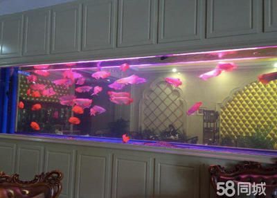 給龍魚清理魚缸的魚是什么：給龍魚清理魚缸的魚 給龍魚清理魚缸的魚是什么：給龍魚清理魚缸的魚 龍魚百科 第3張