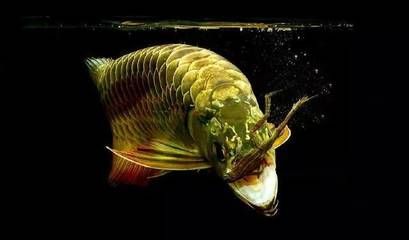龍魚嘴里有東西：龍魚嘴里有東西怎么辦