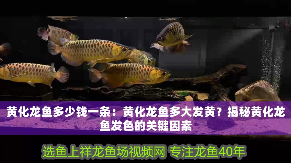 黃化龍魚多少錢一條：黃化龍魚多大發黃？揭秘黃化龍魚發色的關鍵因素