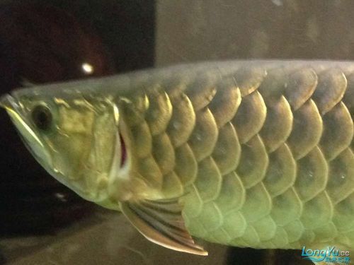 龍魚翻鰓癥狀圖片