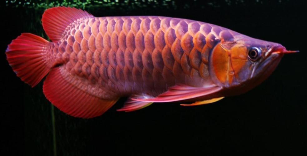 龍魚翻鰓癥狀圖片