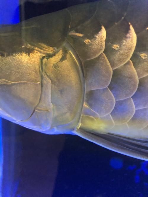 龍魚翻鰓癥狀圖片