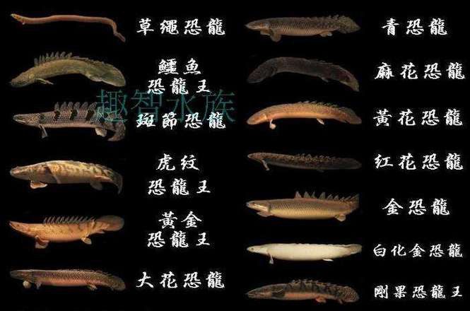 虎斑恐龍魚飼養(yǎng)方法大全圖解圖片
