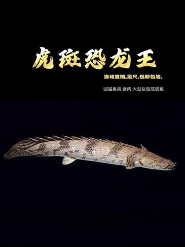 虎斑恐龍魚飼養(yǎng)方法大全圖解圖片