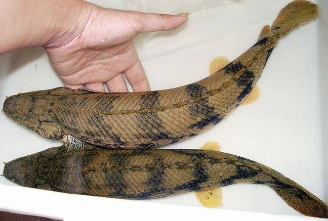 虎斑恐龍魚飼養(yǎng)方法大全圖解圖片