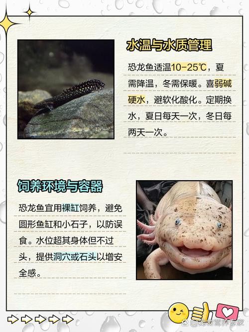 虎斑恐龍魚飼養(yǎng)方法大全圖解圖片