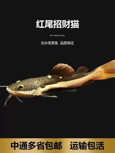 虎斑恐龍魚飼養(yǎng)方法大全圖解圖片