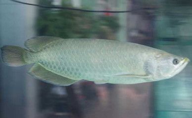 銀龍魚一年后還會長嗎（銀龍魚一年后會繼續(xù)生長取決于其年齡、生存環(huán)境和性別等因素） 銀龍魚一年后還會長嗎（銀龍魚一年后會繼續(xù)生長取決于其年齡、生存環(huán)境和性別等因素） 龍魚百科 第1張