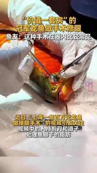 龍魚單側掉眼怎么治療圖片