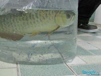 如何調整龍魚的狀態：如何調整龍魚狀態