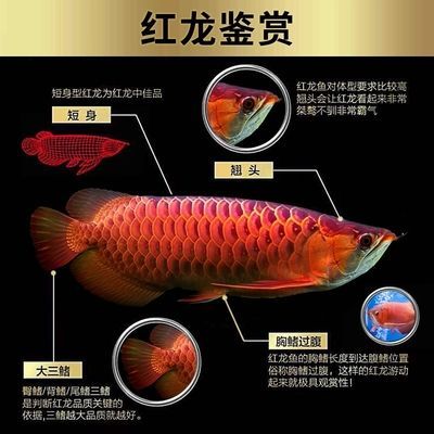 金龍魚翹頭游怎么回事：金龍魚翹頭游可能有多種原因， 金龍魚翹頭游怎么回事：金龍魚翹頭游可能有多種原因， 龍魚百科 第2張