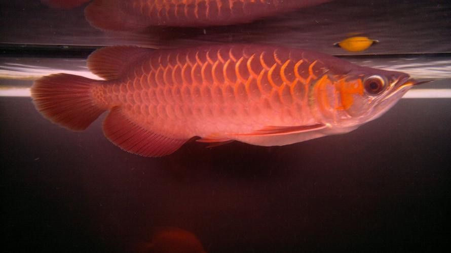 紅龍魚長多大才不亂串了 紅龍魚長多大才不亂串了 龍魚百科 第1張