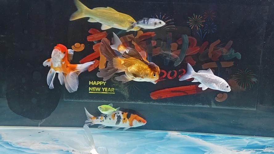 有哪些觀賞魚適合與貓一起養(yǎng)？ 有哪些觀賞魚適合與貓一起養(yǎng)？ 龍魚百科 第4張
