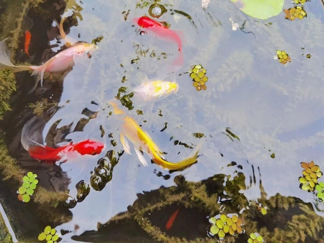 有哪些觀賞魚適合與貓一起養(yǎng)？ 有哪些觀賞魚適合與貓一起養(yǎng)？ 龍魚百科 第6張