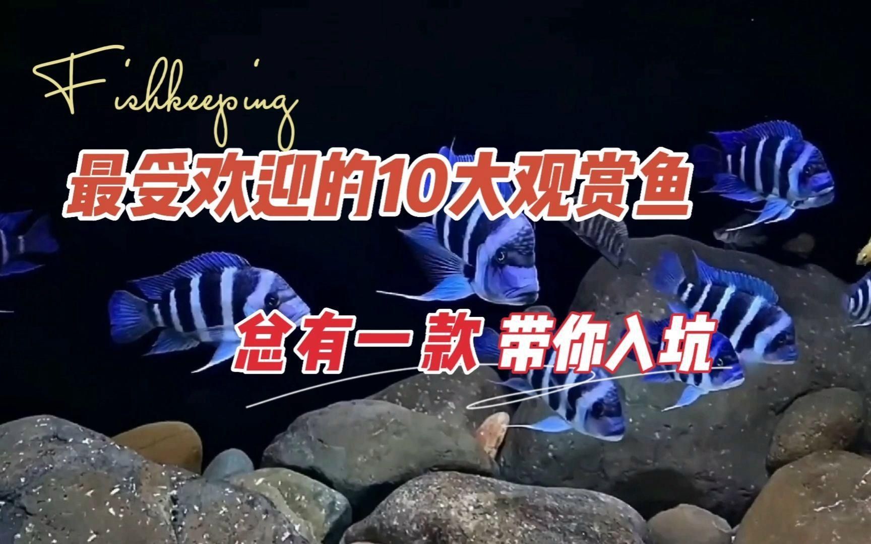十大大型觀賞魚(yú)